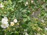 R. heckeliana rose photo