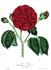 Eblouissante de Laqueue rose photo