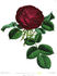 Monsieur Claude Levet rose photo