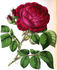 Triomphe d'Amiens rose photo
