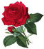 Mrs. Jowitt rose photo