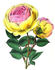 Adrienne Christophle rose photo