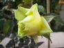 Lemonade rose photo