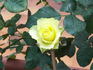 Lemonade rose photo