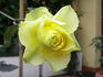 Lemonade rose photo