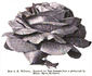 A.K. Williams rose photo