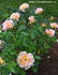 Jan's Wedding rose photo