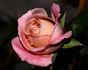 Fancy That rose photo