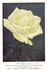 Rex Anderson rose photo