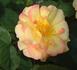 Yellow Floorshow rose photo