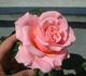 Chloe Renaissance rose photo