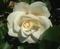 Hampton Palace rose photo
