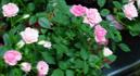 Royal Parade rose photo