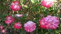 Angel Dust rose photo