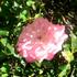 Donna Faye rose photo