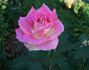 Color Me Pink rose photo