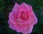 Color Me Pink rose photo