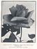 Archie Gray rose photo