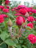 Danny Boy ™ rose photo