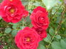 Danny Boy ™ rose photo