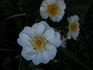 Little White Lies rose photo