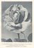 E. Godfrey Brown rose photo