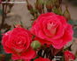 Artful Dodger rose photo