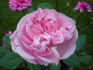 Malmaison Rouge rose photo