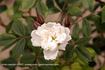 Rosa x heterophylla rose photo