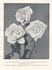 Clarice Goodacre rose photo
