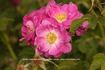 Rosa rubiginosa flora plena rose photo