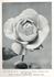 Lady Beatty rose photo