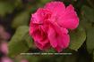 Auguste Chaplain rose photo