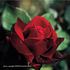 Night Virgin rose photo