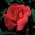 Spomienka na Štefana Baniča rose photo