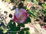 Bobejka rose photo