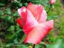 Slovenka z Dabas Šari rose photo
