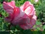 Alexander Dubček rose photo
