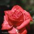 Dunajská Lužanka rose photo