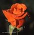 Slovenka rose photo
