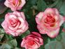 Alto Parade rose photo