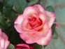 Alto Parade rose photo