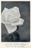 Adonis rose photo