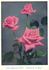 Elsie Beckwith rose photo