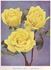 Betty Hulton rose photo