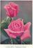 Clovelly rose photo