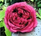 Adrien Hamar rose photo