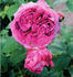 Béatris de Planissolas rose photo