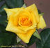 Always Love You rose photo