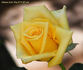 Always Love You rose photo